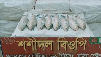 440 Kg of Hilsa Seized at Cumilla Border During Smuggling Attempt to India